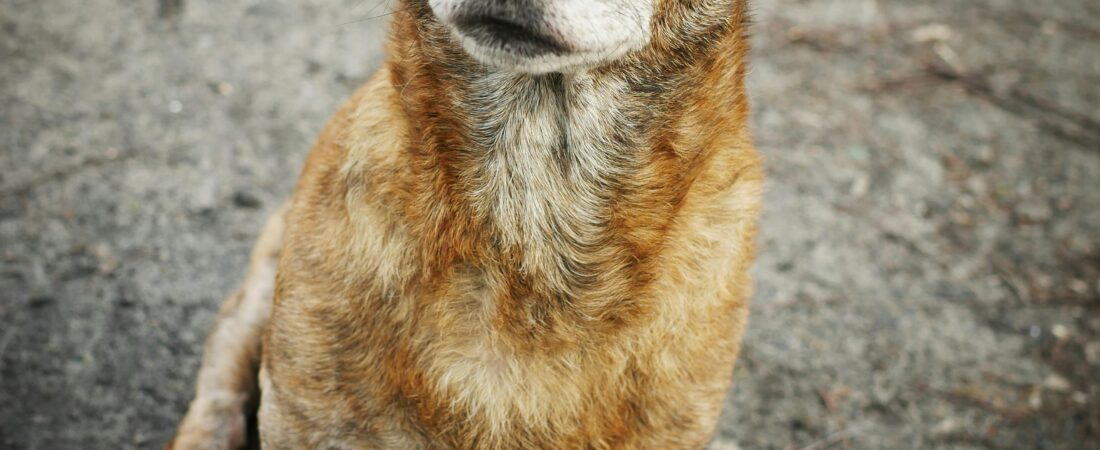 What Is Anticipatory Grief — And Why You’re Already Mourning Your Pet