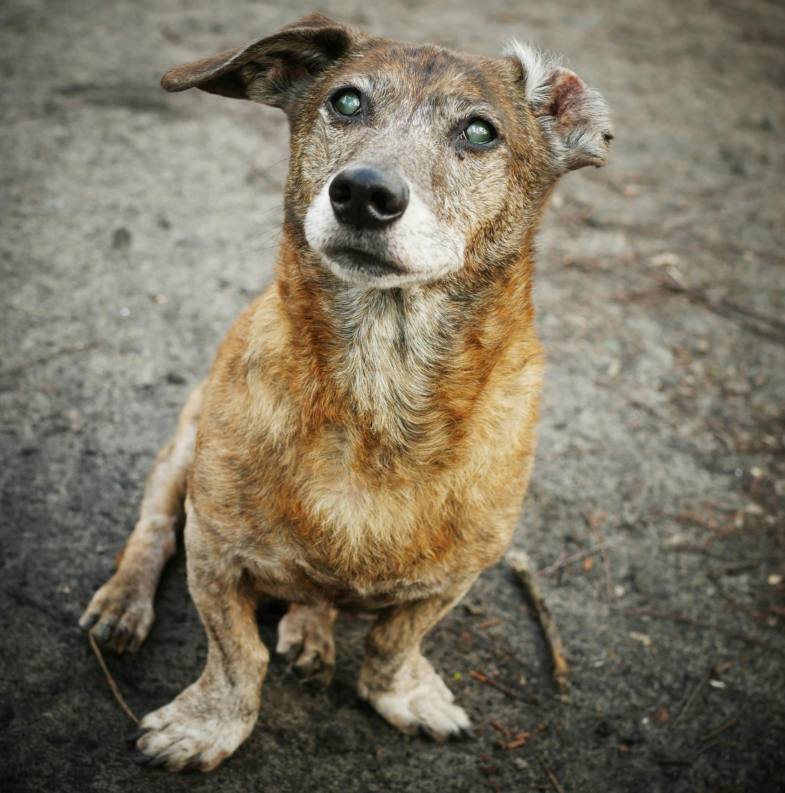 What Is Anticipatory Grief — And Why You’re Already Mourning Your Pet