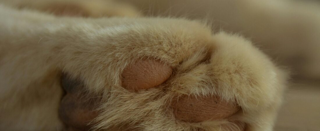 Is It Normal to Grieve This Hard for a Pet?