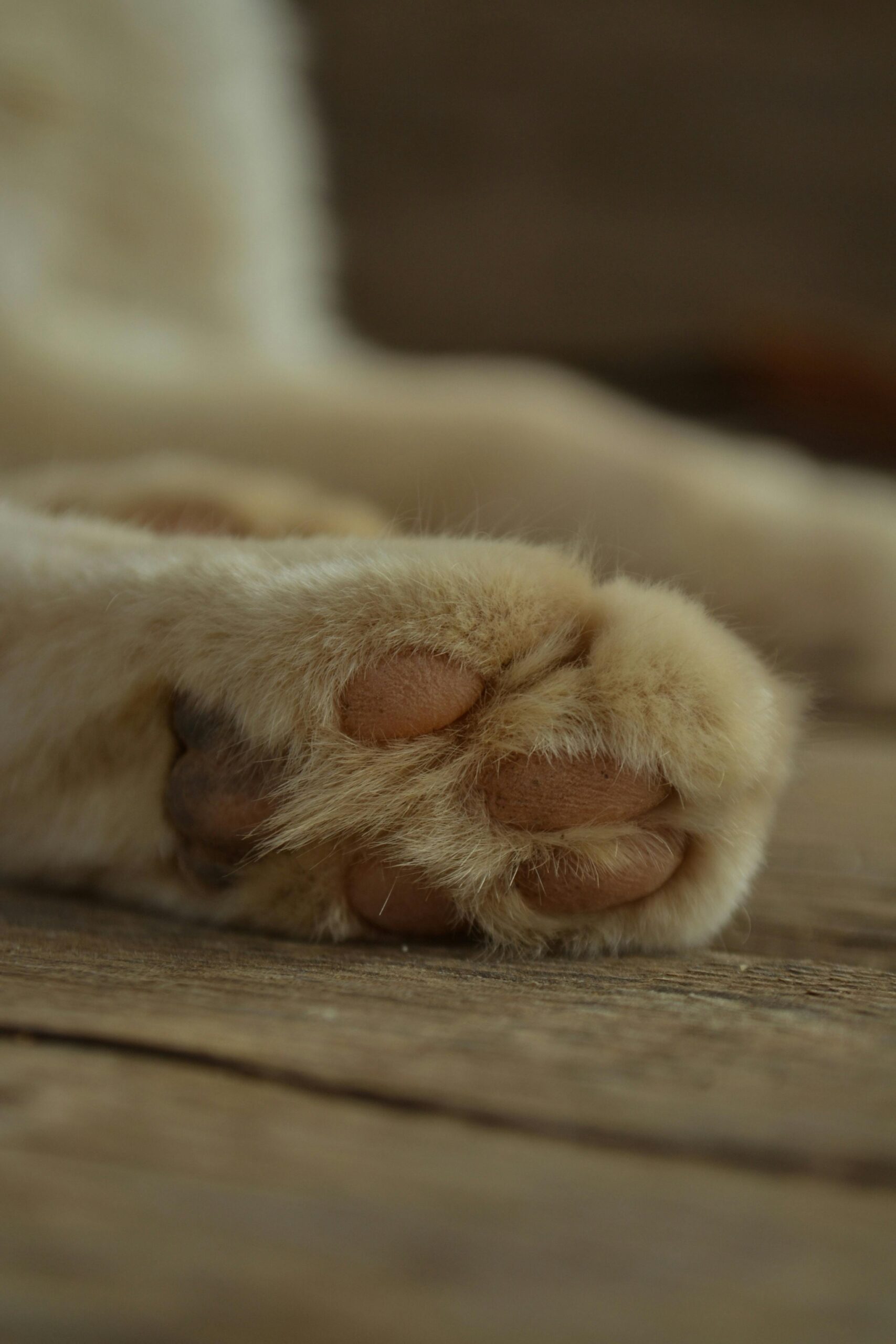Is It Normal to Grieve This Hard for a Pet?