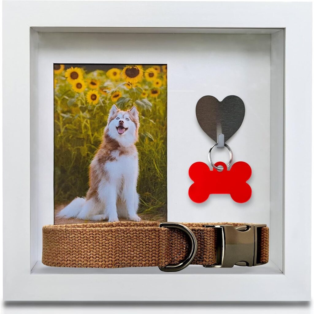 Handcrafted from pinewood with museum-grade UV glass, it accommodates small, medium, and large collars 