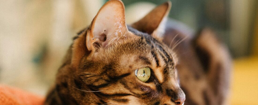 What to Do the First 24 Hours After a Pet Dies