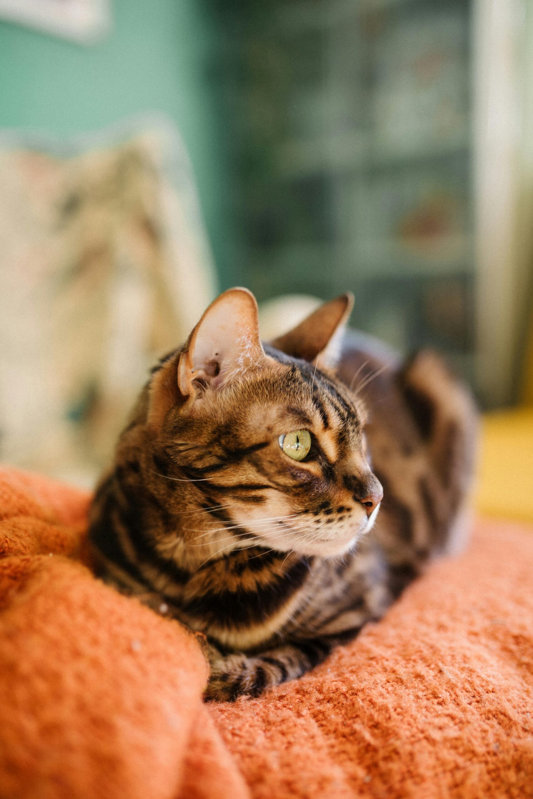 What to Do the First 24 Hours After a Pet Dies
