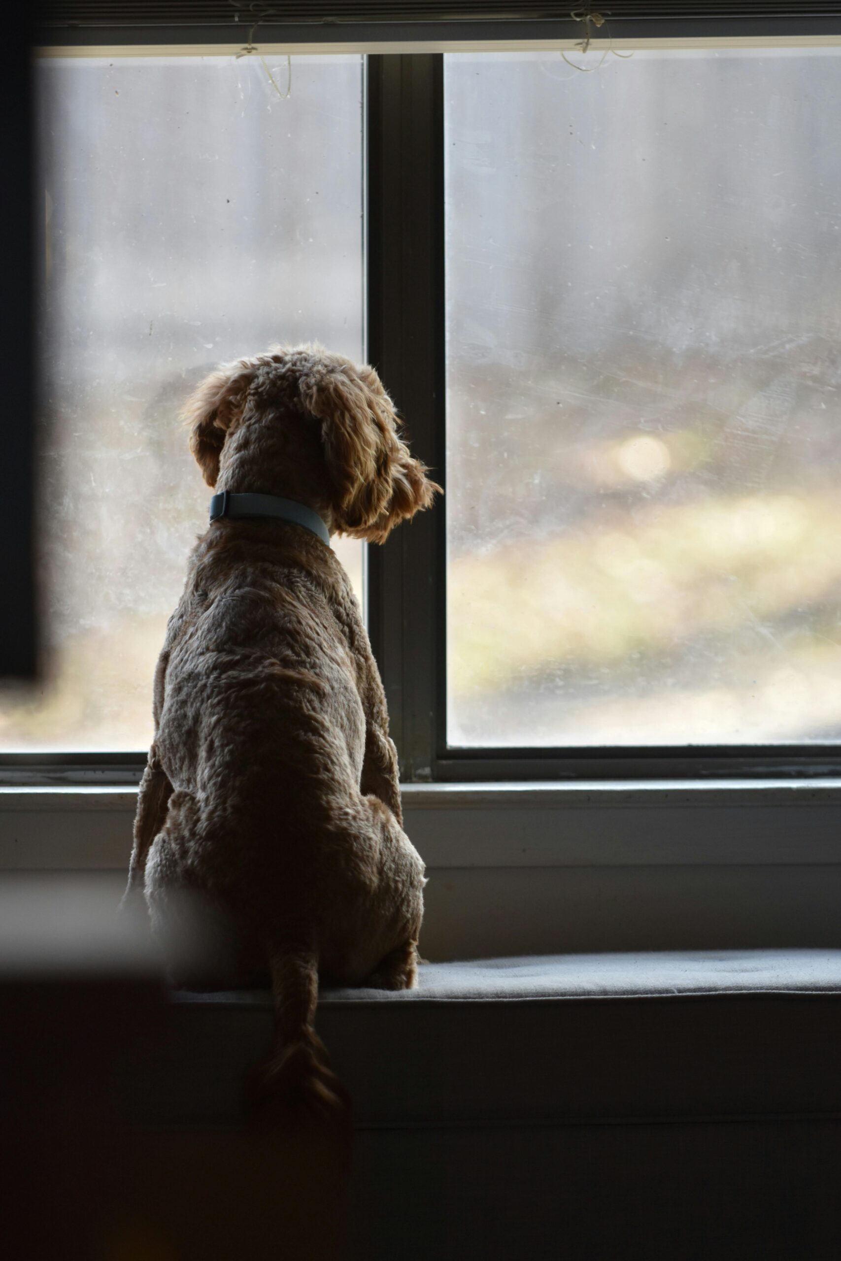 Do Pets Grieve the Loss of Another Pet?